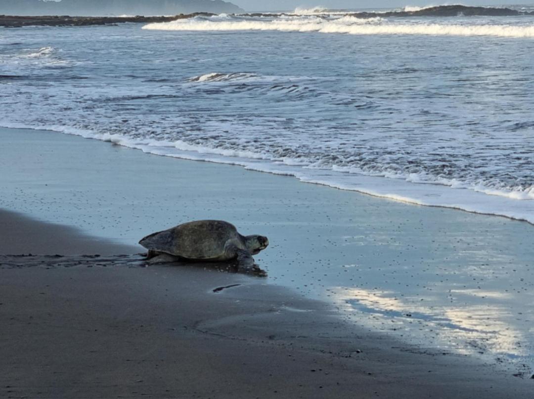 Casa De Playa Paraiso Terrenal San Juanillo Eksteriør bilde